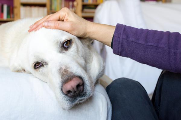 Influensa hos hunder - symptomer og behandling - behandling for influensa hos hunder