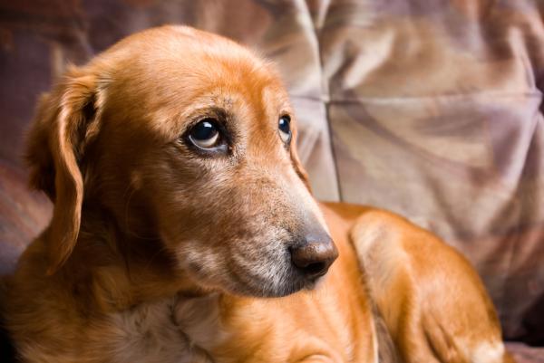 Alzheimers symptomer hos hunder - forstyrret søvn