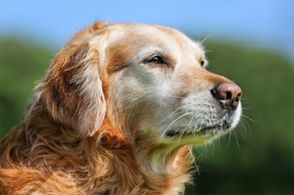 Alzheimers symptomer hos hunder - desorientering