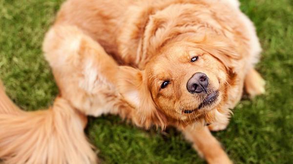 Sopp hos hunder - Symptomer og behandlinger - Symptomer på sopp hos hunder
