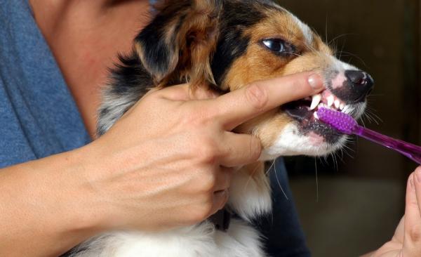 Hvordan lage hjemmelaget tannkrem for hunder?  - Generelle tips
