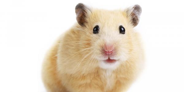 Forbudt mat for hamstere - Hva du bør vite