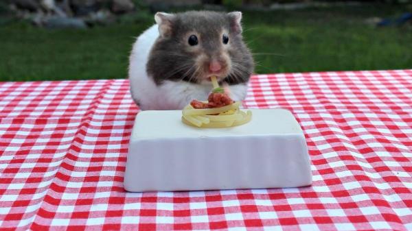 Forbudt mat for hamstere - Forbudt frukt og grønnsaker til hamsteren din
