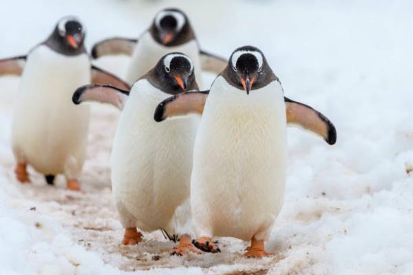 Flyr pingviner?  - Hvor går pingvinene om vinteren?