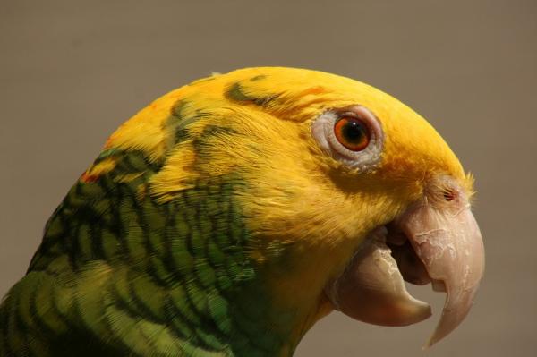 Navn på papegøyer - Original og vakker - Navn på mannlige papegøyer