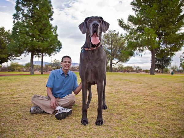 De største hundene i verden - 1. Tysk Mastiff