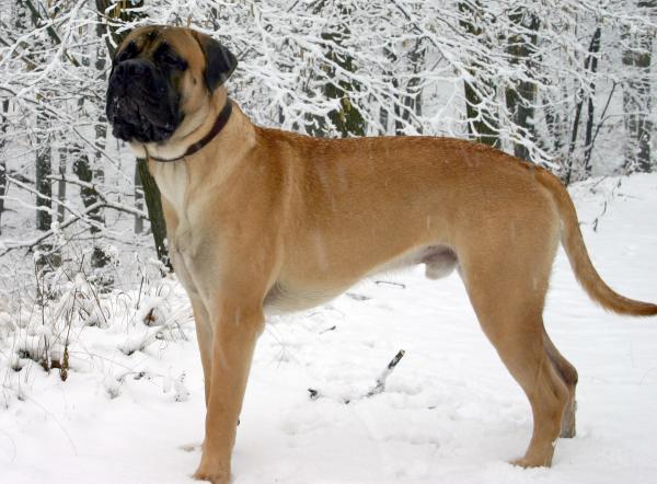 De største hundene i verden - 5. Bullmastiff 