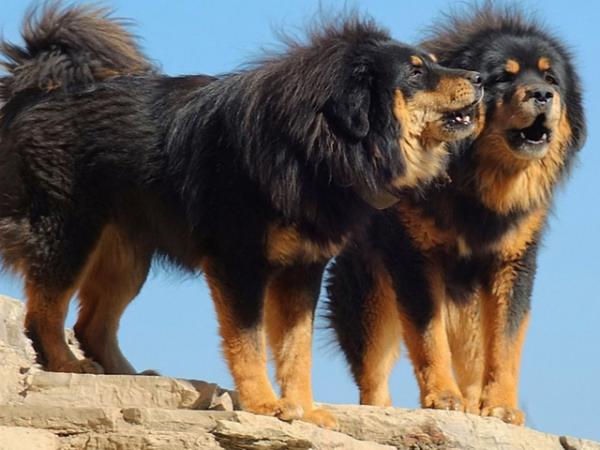 De største hundene i verden - 11. Tibetansk mastiff