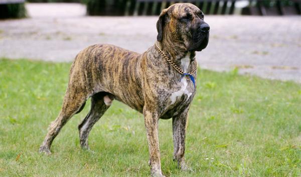 De største hundene i verden - 9. Brasiliansk rad