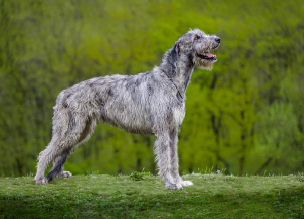 De største hundene i verden - 14. Irsk ulvehund