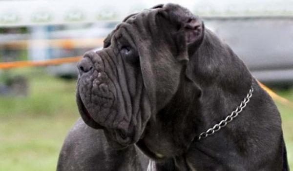 De største hundene i verden - 3. Napolitansk Mastiff