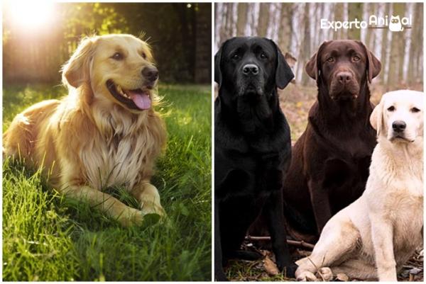 Forskjeller mellom labrador og golden - Fysiske forskjeller mellom labrador og golden