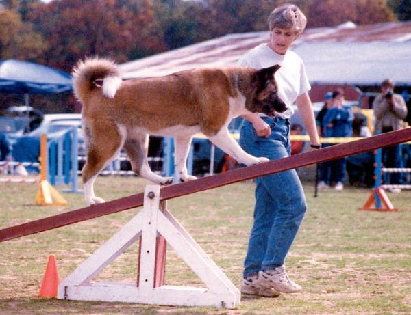 Raising an American Akita - Advanced Training