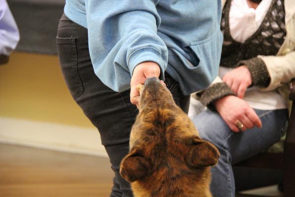 Raising an American Akita - The Basic Pillar of Dog Training