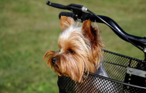 Tips for å gå med hunden din på en sykkel - Artikler for en trygg tur