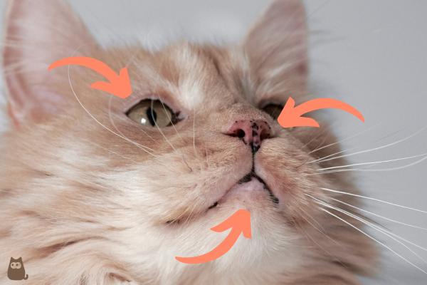 Lentigo hos katter - Typer, symptomer og behandling - Symptomer på Lentigo hos katter