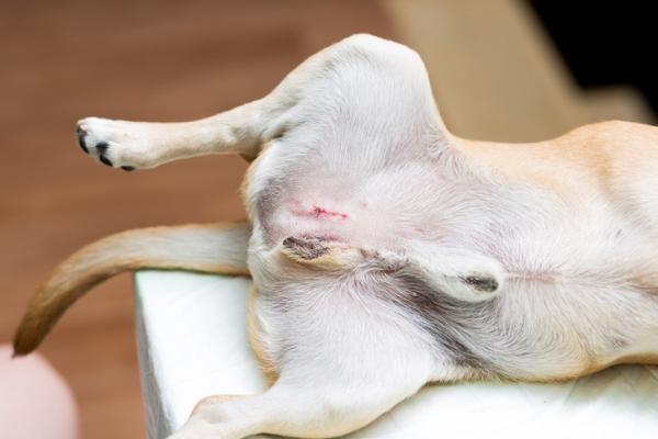 Testikulær svulst hos hunder - symptomer, årsaker og behandling - Behandling av testikulær svulst hos hunder