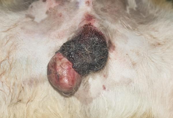 Testikulær svulst hos hunder - symptomer, årsaker og behandling - Hva er en testikulær svulst? 
