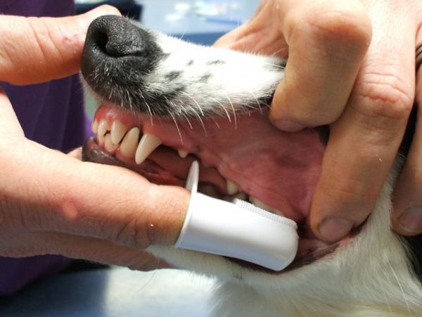 Ulike måter å rengjøre hundens tenner på - 2. Børstetrekk