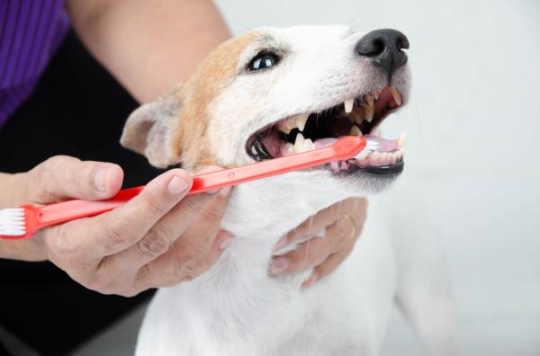 Ulike måter å rengjøre hundens tenner på: 1. Hundetannbørste