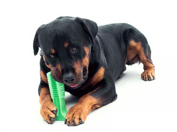 Ulike måter å rengjøre hundens tenner på - 3. Bristly - Tannleketøy for hunder