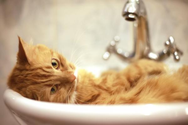 Hjemmemedisiner for lopper hos baby katter - Bad med varmt vann og såpe 