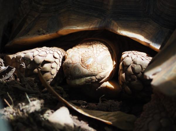 Skildpadden min spiser ikke - Årsaker og hva jeg skal gjøre - Skilpadden min spiser ikke og sover mye