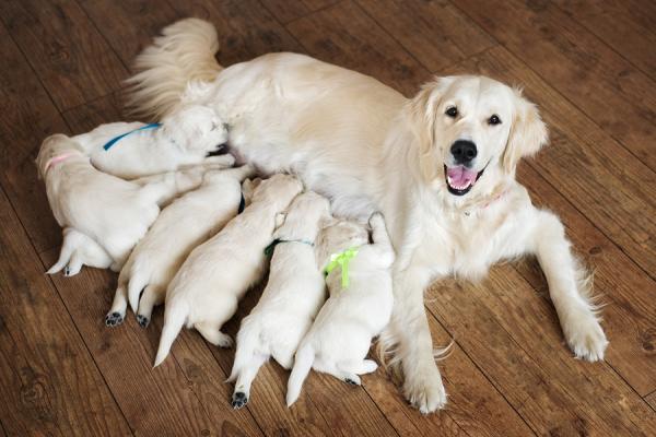 Emergency Puppy Formula - Hjemmelaget oppskrift - Det finnes ingen bedre valpemelk enn mors