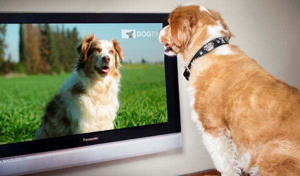 Kan hunder se på TV?  - Hvordan ville et ideelt fjernsyn for hunder se ut