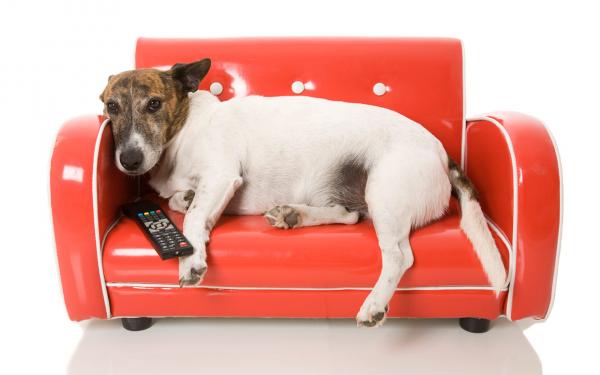 Kan hunder se på TV?  - Myter om visjonen til hunder
