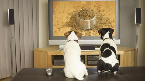 Kan hunder se på TV?  - Kan hunder se på TV? 