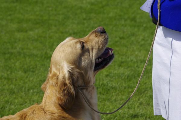 Golden Retriever -hundenavn - Hvordan velge et godt navn for en Golden Retriever -hund?