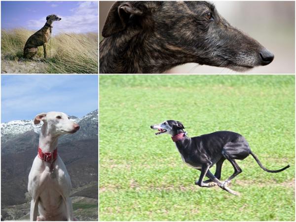 De raskeste hundene i verden - spansk Greyhound