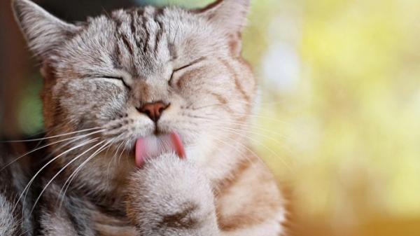Forskjeller mellom hunder og katter - er katter renere enn hunder?