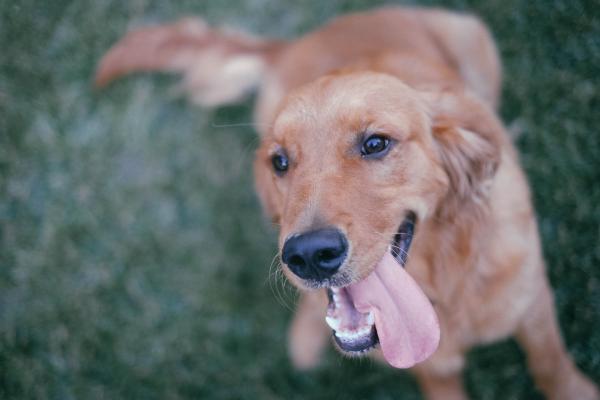 5 trinn for å slappe av en veldig nervøs hund - symptomer på nervøsitet