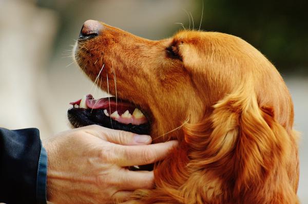 5 trinn for å slappe av en veldig nervøs hund - 4. Kjæledyr ham