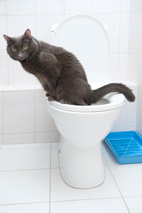 Lær katten din å bruke toalettet trinn for trinn - trinn 7