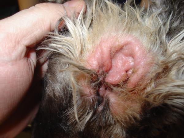 Malassezia hos hunder - Symptomer, smitte og behandling - Malassezia otitis hos hunder