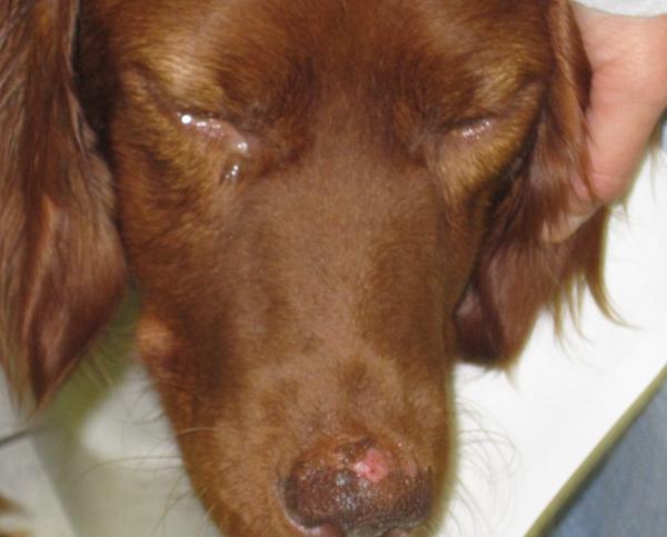 Forventet levetid for en hund med leishmaniasis - Symptomer på leishmania hos hunder