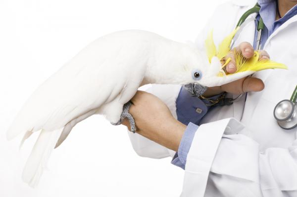 Psittacosis hos papegøyer - Symptomer og behandling - Diagnose av Psittacosis