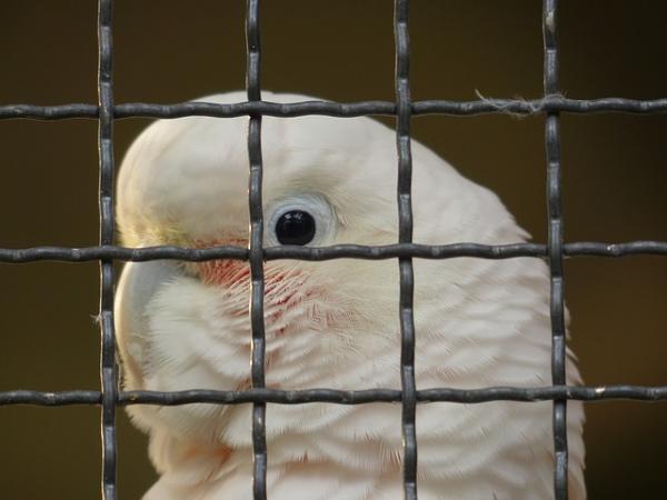 Psittakose hos papegøyer - Symptomer og behandling - Smitte av psittakose hos mennesker