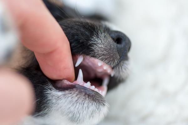 Når bytter hunder tenner?  - I hvilken alder begynner valper å bryte ut?