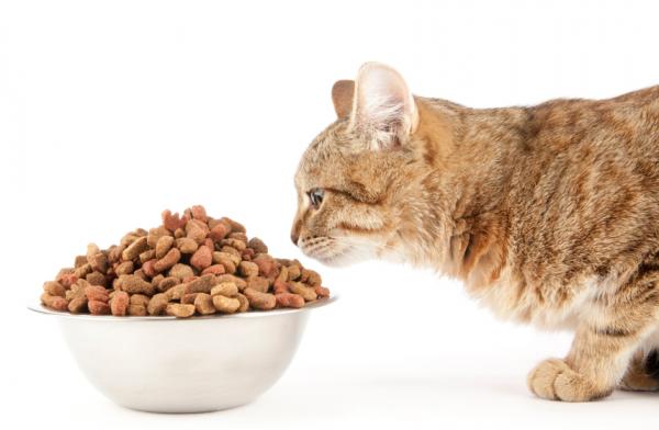 Hvordan hjelpe en katt med å føde - diett