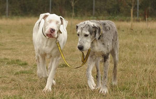 Omsorg for blinde hunder - førerhund