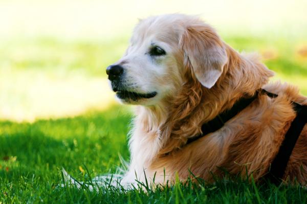 Ta vare på blinde hunder - Forholdsregler under turen