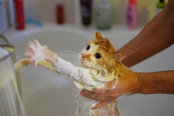 Kan nyfødte katter bade?  - Hvordan bade en aggressiv katt eller det er ikke tillatt?