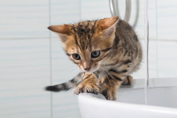 Kan nyfødte katter bade?  - I hvilken alder kan en katt bade?