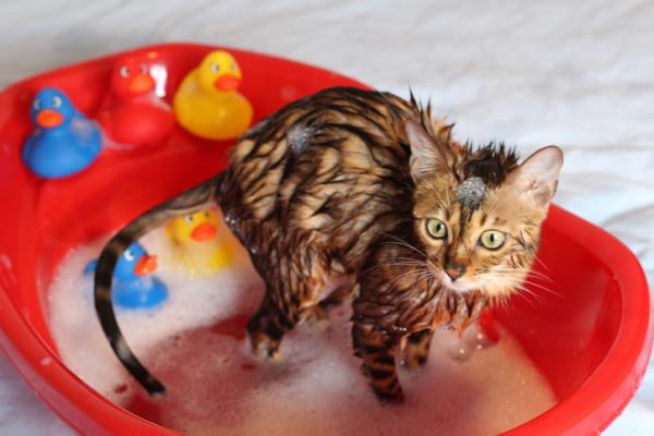 Kan nyfødte katter bade?  - Hvordan bade en kattunge?