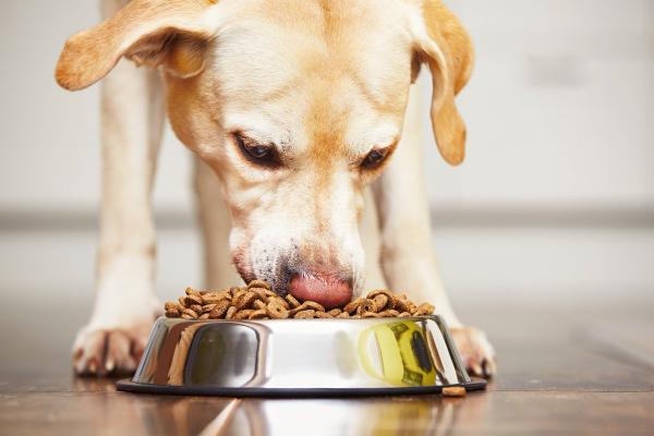 Hvorfor vil ikke hunden min spise, tenker jeg?  - Hvorfor spiser ikke min voksne hund fôr?