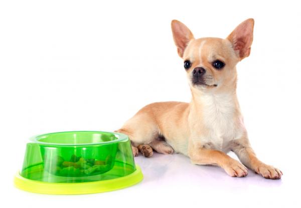 Mengden mat til en Chihuahua - Hva vil mengden mat avhenge av